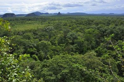 21 de marzo: Día internacional de los bosques » Ñanduti