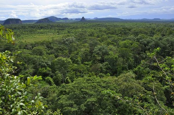 21 de marzo: Día internacional de los bosques » Ñanduti