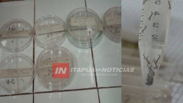 DE 150 CASOS SOSPECHOSOS HAY 18 POSITIVOS DE DENGUE TIPO 04.