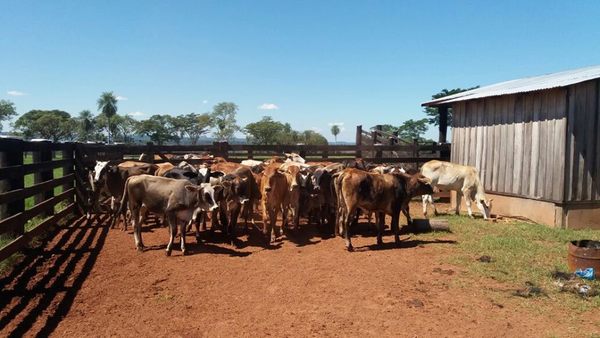 Senacsa vacunó a más de 14 millones de animales - ADN Paraguayo