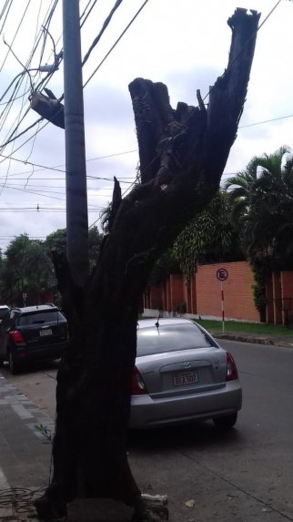 Árbol seco y peligroso - Cronicas Ciudadanas - ABC Color
