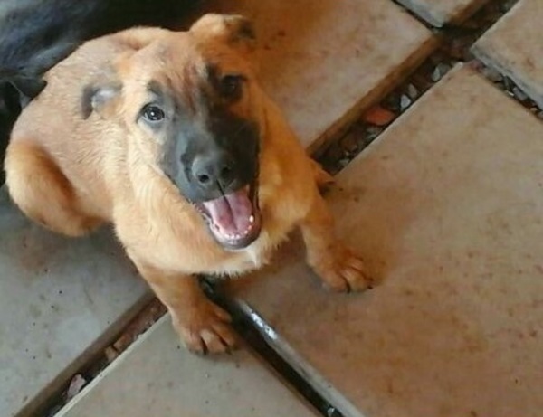 Más de treinta perros buscan ser adoptados » Ñanduti