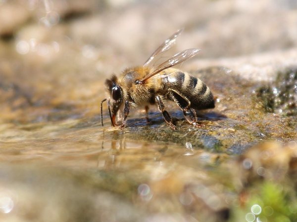 Logran que abejas y peces se comuniquen entre sí vía robots