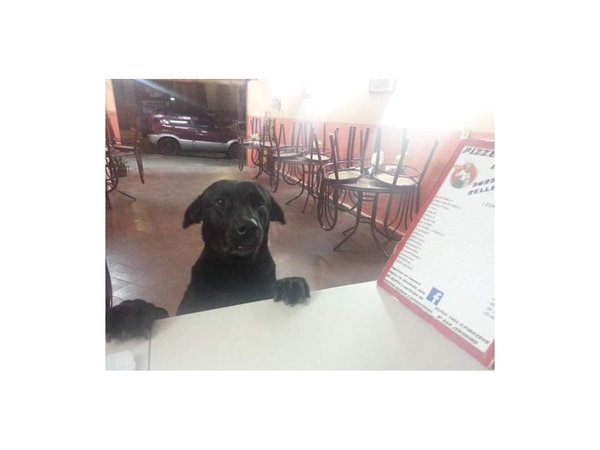 Para alimentar a perros de la calle ofrecen promo de pizza