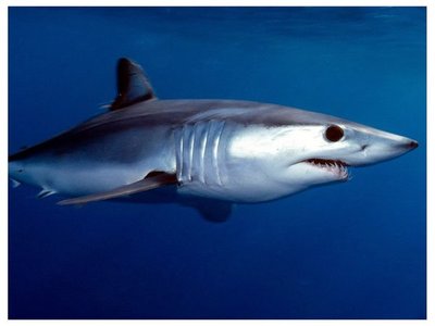 17 especies de tiburones están en peligro de extinción