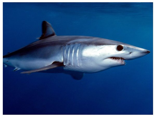 17 especies de tiburones están en peligro de extinción