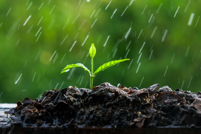 Lluvias caídas también representan bonanza para la agricultura en el Chaco