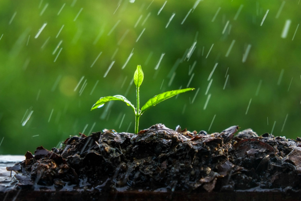 Lluvias caídas también representan bonanza para la agricultura en el Chaco