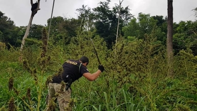 HOY / Detectan 25 campamentos de  narcos y "abortan" alrededor  de US$ 6 millones del negocio