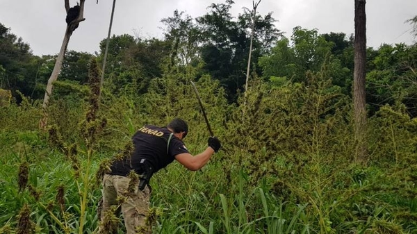 HOY / Detectan 25 campamentos de narcos y "abortan" alrededor de US$ 6 millones del negocio