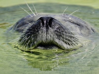 La falta de oxígeno en los océanos, una "plaga" que arrasa la vida marina