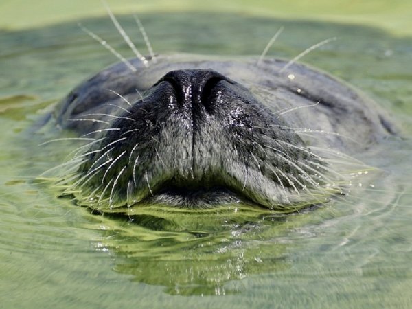 La falta de oxígeno en los océanos, una "plaga" que arrasa la vida marina