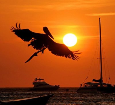 Multan con más de 6.000 dólares a hombre que mató un pelícano en Galápagos - Internacionales - ABC Color
