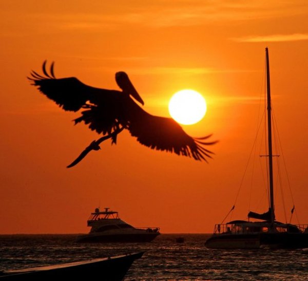Multan con más de 6.000 dólares a hombre que mató un pelícano en Galápagos - Internacionales - ABC Color