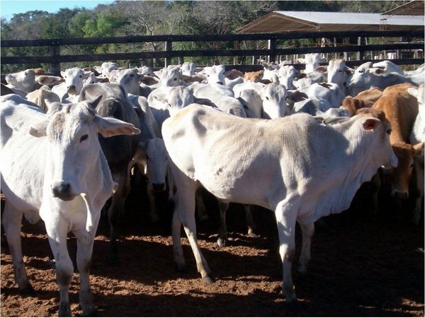 Repunta el hato ganadero luego de 5 años de caídas