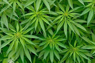 La ONU aplaza una votación clave sobre el estatus legal del cannabis » Ñanduti