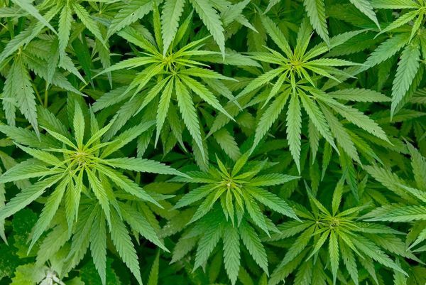 La ONU aplaza una votación clave sobre el estatus legal del cannabis » Ñanduti
