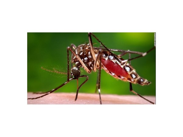 PJC: Dos pacientes con síntomas de dengue trasladados a la capital