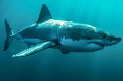 Tiburones están en peligro de extinción - Ciencia - ABC Color