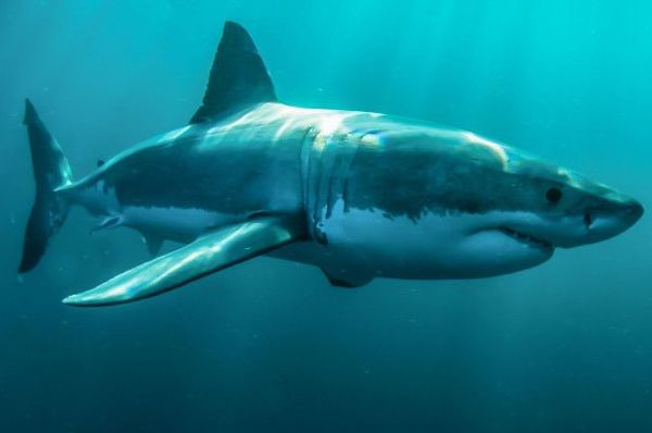 Tiburones están en peligro de extinción - Ciencia - ABC Color
