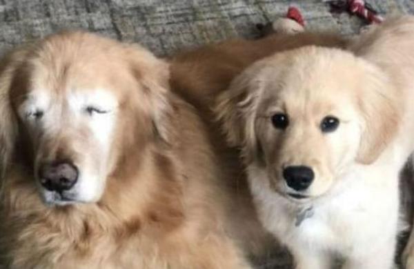 Conoce a Charlie, el perro ciego que tiene su propio lazarillo - C9N