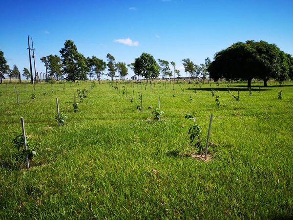 Plantan unos 52.000 árboles de especies nativas en Misiones