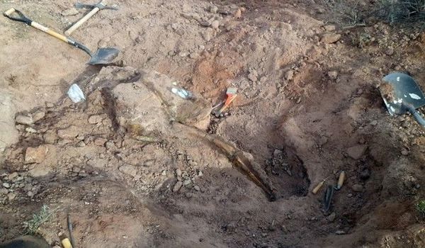 Hallan nueva especie de dinosaurio en Argentina - Internacionales - ABC Color