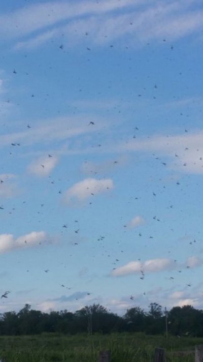 Detectan langostas voladoras en el Chaco - Nacionales - ABC Color