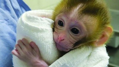 Monito podría ayudar a chiquitos con cáncer