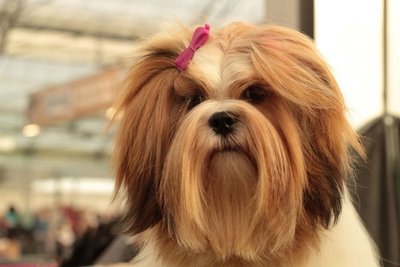 Mascotas con pelo largo - Edicion Impresa - ABC Color