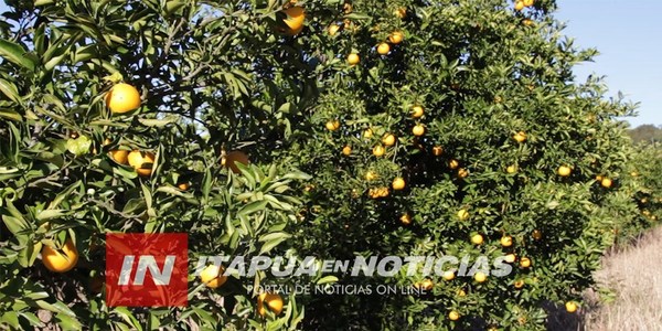 INCENTIVAN PRODUCCIÓN DE CÍTRICOS EN PEQUEÑAS FINCAS DE ITAPÚA