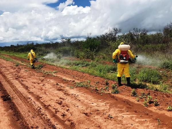 La proliferación de langostas pone en alerta a los chaqueños - ADN Paraguayo