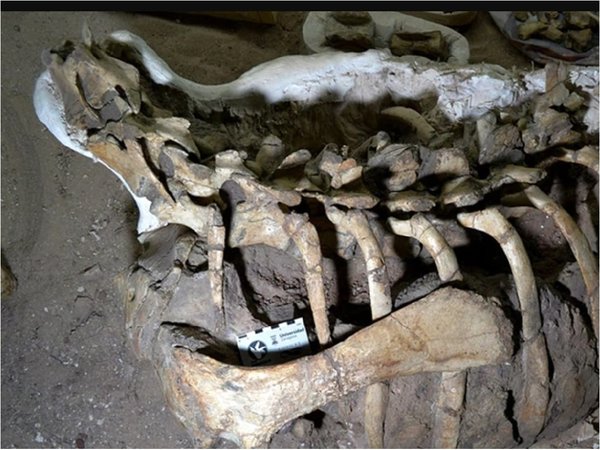 Hallan en Argentina una nueva especie de dinosaurio ornitópodo