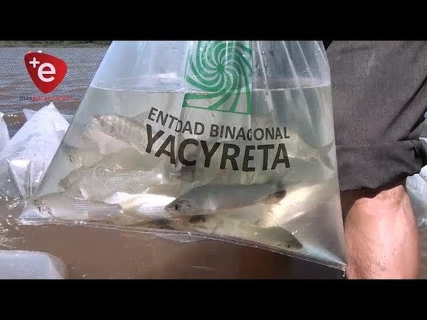 SIEMBRA DE ALEVINES EN EL RÍO PARANÁ