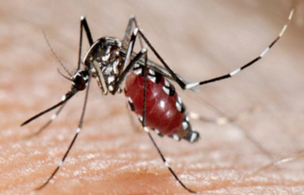 Paraguay registra 305 casos de dengue en la última semana - Radio 1000 AM