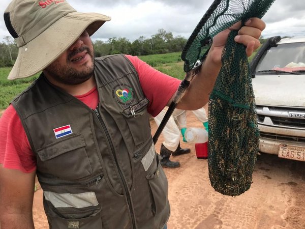 Senave alerta sobre proliferación de langostas en el Chaco