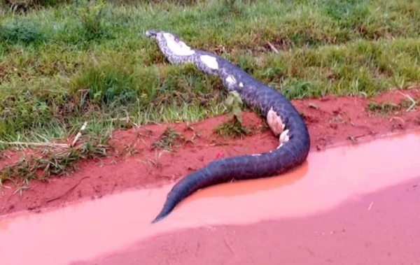 Hallan feroz anaconda en un distrito de Guairá | Paraguay en Noticias 