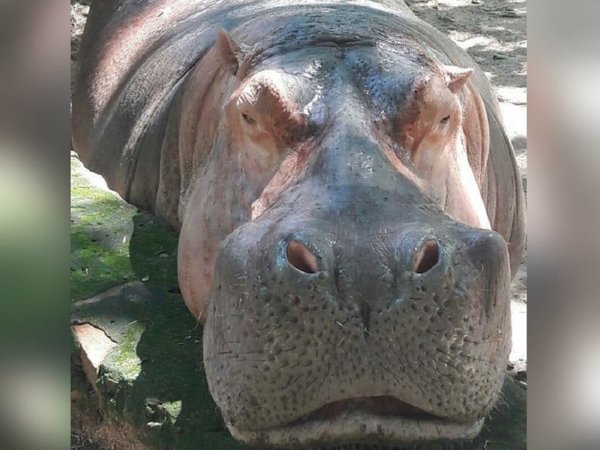 Rayito de sol, el hipopótamo del Jardín Botánico, cumple 21 años