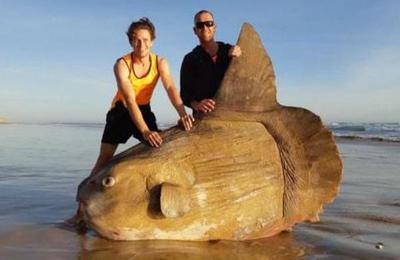 El extraño pez de casi dos metros que fue hallado en una playa en Australia - C9N
