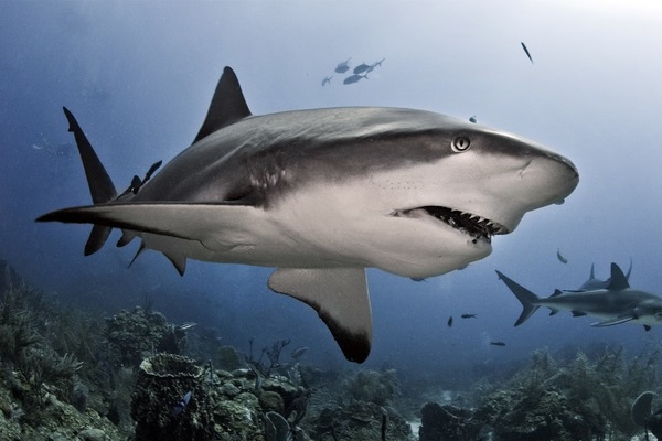 Tiburones están en peligro de extinción - ADN Paraguayo