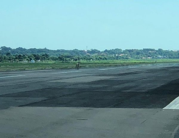 Una vaca en la pista - Nacionales - ABC Color