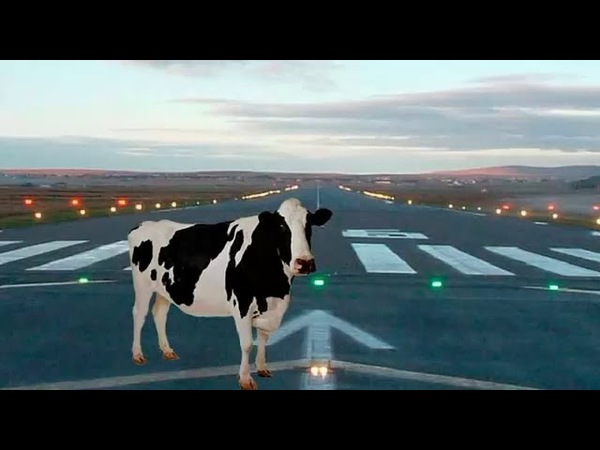 ''Muuu''cho cuidado: Una vaca aparece en la pista del aeropuerto Silvio Pettirossi