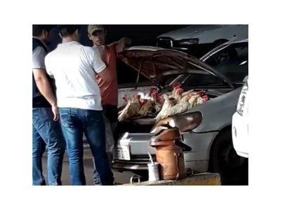 Gallinas desechadas en Brasil y venden como caseras en el Este