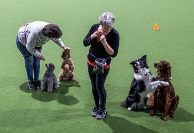 Perros también salen a bailar - Mascotas - ABC Color