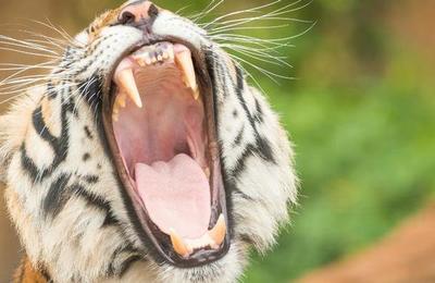 ¿Cuál es el animal con más dientes? - C9N