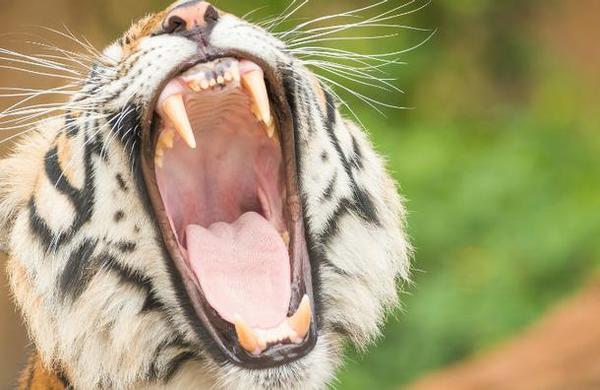 ¿Cuál es el animal con más dientes? - C9N