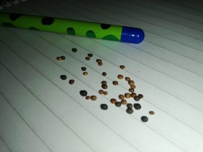 Crea lápices para sembrar conciencia