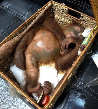 Hallan orangután en una maleta en el aeropuerto de Bali - Mundo Curioso - ABC Color