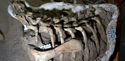 Hallan en Argentina una nueva especie de dinosaurio ornitópodo » Ñanduti