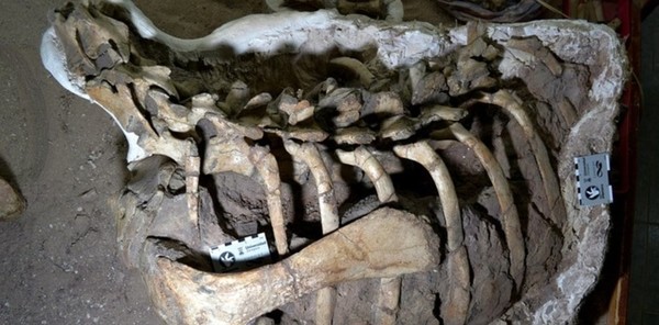 Hallan en Argentina una nueva especie de dinosaurio ornitópodo » Ñanduti